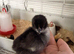 1 week old Unsexed Olive Eggers