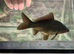 Black comet goldfish