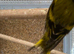 Siskins