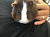 Cheeky boy pig