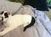 13 week old kitten
