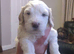 Miniature Australian Labradoodle Puppies.
