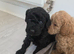 Beautiful Minature Cockapoo F1B puppies