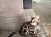 TICA bengal kittens available