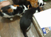 2 x kittens
