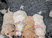 Beautiful Poochon Puppies