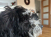 Jackapoo