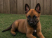 BELGIAN SHEPHERD PUPPIES FOR SALE