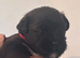 Beautiful Shih Tzu cross Lhasa Apso puppies