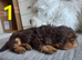 Imperial Shih Tzu puppies