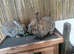 Mini Lop/Rex cross