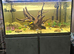 Fluval siena 272L tank