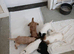 Cockapoo puppies