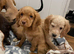 ** working Cocker spaniel Puppies **