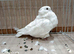 Pure white Chinese owl pigeons