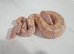 Hatchling royal/ball pythons