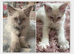 Two female Blue Point Ragdolls, ready now