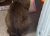 Seal mink ragdoll female