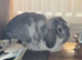 Beautiful Mini Lop Rabbits &ndash; Brother & Sister Pair