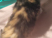 7 beautiful kittens need rehoming
