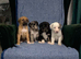 Blue Merle Collie X Lurcher puppies