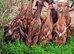 Pairs/TriosVery RARE Fawn Indian Runner Ducks/Ducklings