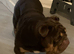 English bulldog stud linky