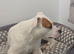 American bulldog X