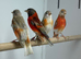 Red Siskin