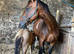 Brood mare Irish sports.