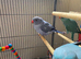 Female Double Factor Violet Opaline