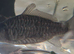 Common and mirror carp