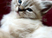 The "Heart-Melter" Stunning Ragdoll Kittens in Sutton Coldfield