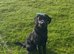 Beautiful 10 month male part trained