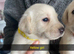 Labrador litter