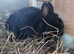 Gorgeous black netherland dwarf male