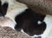 Puppies for sale