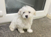 Maltese Puppies Available Now