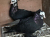 Germany Pigeon