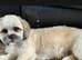 Boy lhasa apso