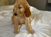 Beautiful cavapoo puppies