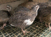 Quail females
