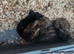I have 2 litters of mini lops babies