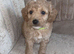 Red Cockapoo Puppies