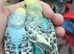 Pair of baby hens