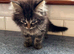 5 beautiful kittens for sale