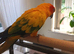 DNA Sun conures + cage