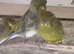 Various birds x25