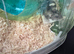 Hamster and cage