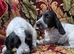 Lovely litter of cocker jack puppies